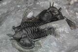 Devil Horned Cyphaspis Walteri Trilobite #89279-4